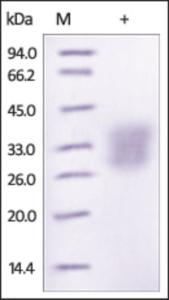 The purity of rh ANGPTL3 /ANGPT5 was determined by DTT-reduced (+) SDS-PAGE and staining overnight with Coomassie Blue.