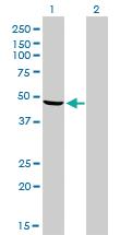 Anti-NDUFV1 Mouse Monoclonal Antibody [clone: 4A7]