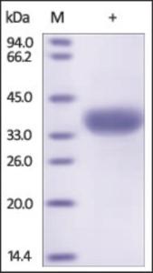 The purity of rh ANGPTL4 (166-406) was determined by DTT-reduced (+) SDS-PAGE and staining overnight with Coomassie Blue.