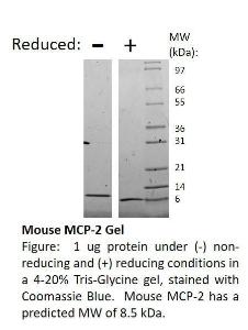 Mouse recombinant MCP-2/CCL8 (from <i>E. coli</i>)