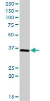 Anti-CIAPIN1 Rabbit Polyclonal Antibody