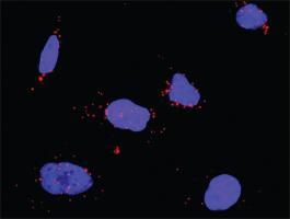 Anti-CRK + FGFR1 Antibody Pair