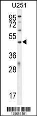 Anti-ICEF1 Rabbit Polyclonal Antibody (APC (Allophycocyanin))