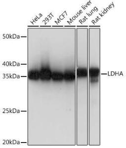 Western blot analysis of extracts of various cell lines, using Anti-Lactate Dehydrogenase Antibody [ARC0509] (A309926) at 1:1,000 dilution