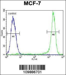 Anti-KSR2 Rabbit Polyclonal Antibody