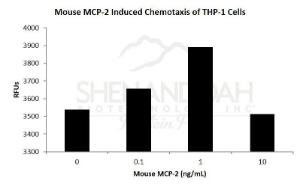 Mouse recombinant MCP-2/CCL8 (from <i>E. coli</i>)