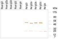 Western blotting result for murine IgG, rat IgG and rat IgM