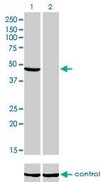 Anti-NDUFV1 Mouse Monoclonal Antibody [clone: 4A7]