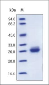 The purity of rh ApoA1 was determined by DTT-reduced (+) SDS-PAGE and staining overnight with Coomassie Blue.