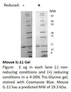 Mouse recombinant IL-11 (from <i>E. coli</i>)