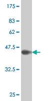 Anti-FLNB Mouse Polyclonal Antibody