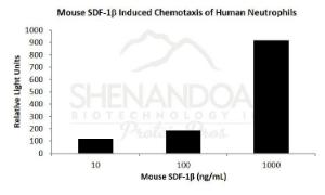 Mouse recombinant SDF-1beta / CXCL12 (from <i>E. coli</i>)