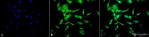 Immunocytochemistry/Immunofluorescence analysis of human HeLa cells, fixed in 2% formaldehyde for 20 minutes at room temperature, using Anti-Phosphotyrosine Antibody (A304808), at 1:50 for 12 hours at 4°C