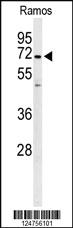 Anti-PHTNS Rabbit Polyclonal Antibody