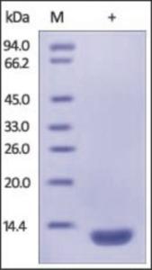 The purity of rh B2M was determined by DTT-reduced (+) SDS-PAGE and staining overnight with Coomassie Blue.