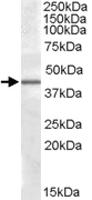 Anti-CAMK1D Goat Polyclonal Antibody