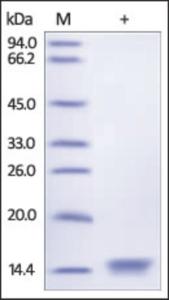 The purity of Rat B2M was determined by DTT-reduced (+) SDS-PAGE and staining overnight with Coomassie Blue.