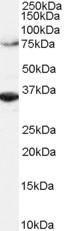 Anti-ORC3L Antibody (A82743) (2 µg/ml) staining of Hela lysate (RIPA buffer, 1.4E5 cells per lane). Detected by chemilu minescence