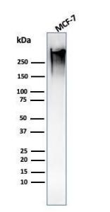 Western blot analysis of MCF-7 cell lysate using Anti-MUC1 Antibody [MUC1/1887R]