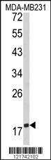 Anti-CD28 Rabbit Polyclonal Antibody