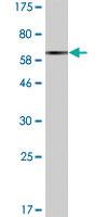 Anti-FLOT2 Mouse Monoclonal Antibody [clone: 3G6]