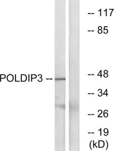 Western blot analysis of lysates from RAW2647 cells using Anti-POLDIP3 Antibody The right hand lane represents a negative control, where the antibody is blocked by the immunising peptide