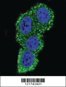 Anti-CD28 Rabbit Polyclonal Antibody