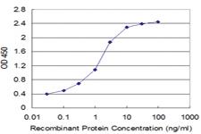 Anti-SPTBN2 Mouse Monoclonal Antibody [clone: 4D9]