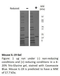 Mouse recombinant IL-19 (from <i>E. coli</i>)