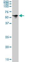 Anti-SQLE Mouse Polyclonal Antibody