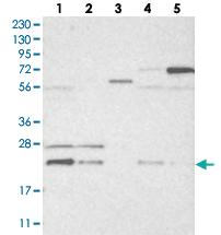 Anti-HINT3 Rabbit Polyclonal Antibody