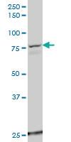 Anti-USP49 Mouse Polyclonal Antibody