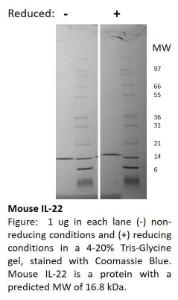 Mouse recombinant IL-22 (from <i>E. coli</i>)