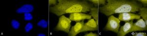 Immunocytochemistry/Immunofluorescence analysis of human cervical cancer cell line (HeLa), fixed in 2% formaldehyde for 20 minutes at room temperature, using Anti-Phosphoserine Antibody (A304809), at 1:50 for 12 hours at 4°