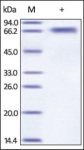 The purity of rh BACE1 was determined by DTT-reduced (+) SDS-PAGE and staining overnight with Coomassie Blue.