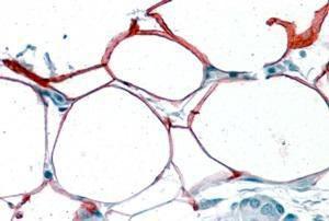 Anti-KIAA1881 Antibody (A84330) (3.8µg/ml) staining of paraffin embedded Human Pancreas. Steamed antigen retrieval with citrate buffer pH 6, AP-staining.