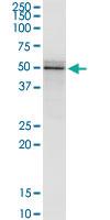 Anti-FLOT2 Mouse Monoclonal Antibody