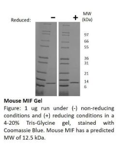 Mouse recombinant MIF (from <i>E. coli</i>)