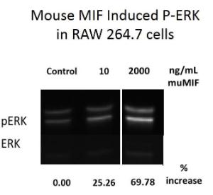 Mouse recombinant MIF (from <i>E. coli</i>)