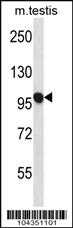 Anti-USP20 Rabbit Polyclonal Antibody