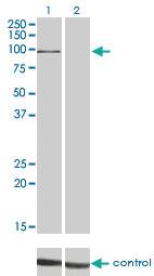 Anti-MAPK6 Mouse Monoclonal Antibody [clone: 1G6]