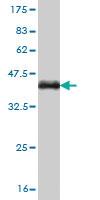 Anti-RUNX1 Mouse Monoclonal Antibody [clone: 4E7]