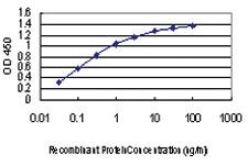 Anti-MAPK6 Mouse Monoclonal Antibody [clone: 1G6]