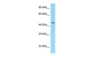 Anti-ADIPOR2 Rabbit Polyclonal Antibody