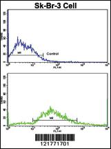 Anti-ITGAX Rabbit Polyclonal Antibody