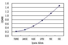 Anti-IRX6 Antibody Pair