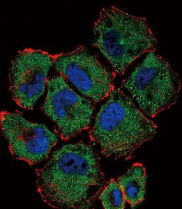 Anti-SLC36A1 Rabbit Polyclonal Antibody (AP (Alkaline Phosphatase))