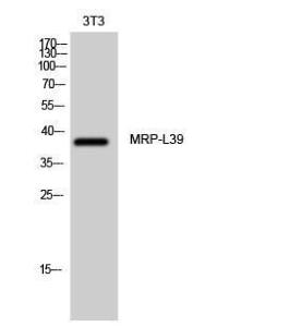 Anti-MRPL39 antibody