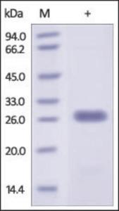 The purity of rh BCL2L1 was determined by DTT-reduced (+) SDS-PAGE and staining overnight with Coomassie Blue.