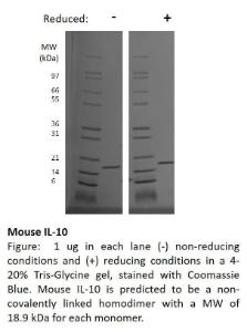 Mouse recombinant IL-10 (from <i>E. coli</i>)